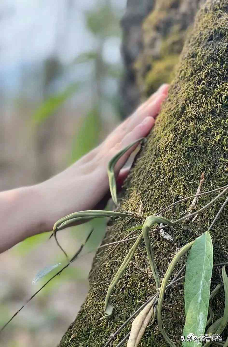 所有的普洱茶入口都是苦涩吗