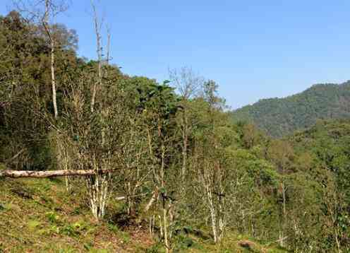 全面了解易武普洱茶山头特点：从产地、气候、土到茶叶品质的综合分析