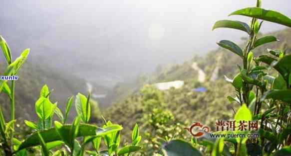 探索普洱茶新境界：六大茶山中的佼佼者及其代表茶品