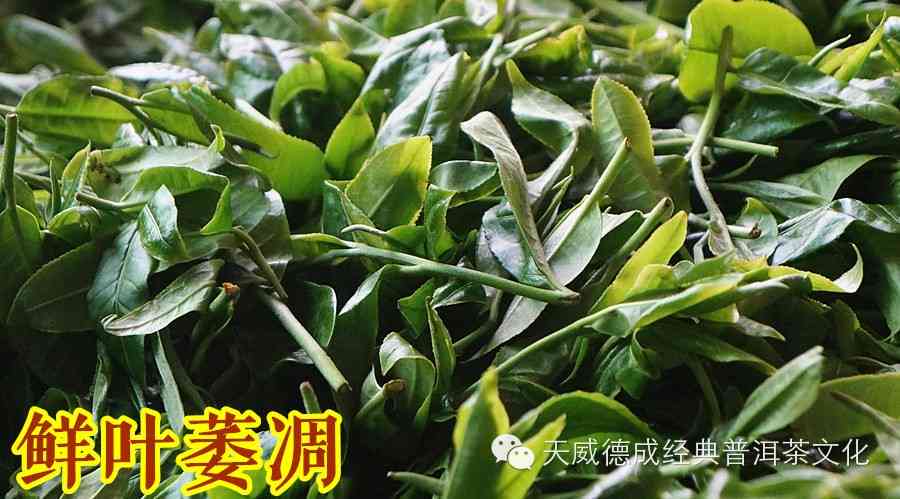 云南普洱茶大叶种的产地及其特点：全面了解普洱茶的产地和品质