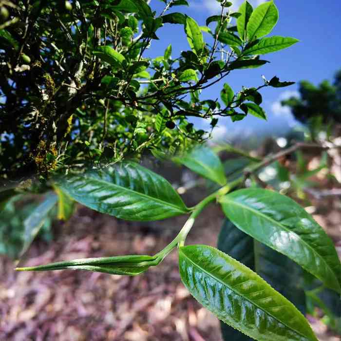 云南普洱茶大叶种主要的产地