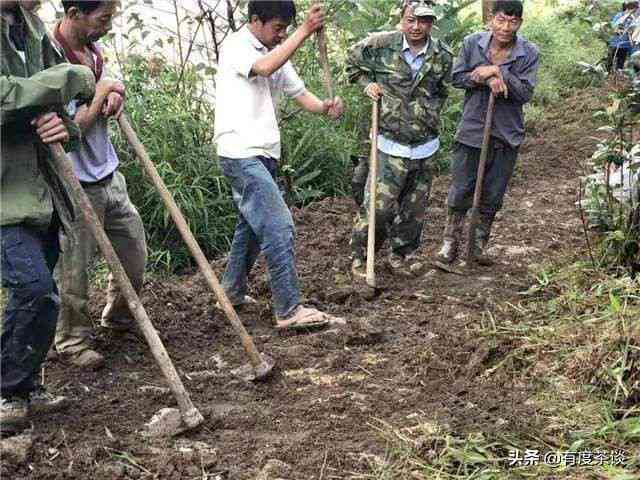 瓦竜普洱茶的味道口感介绍