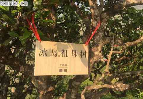 冰岛茶区云南古树普洱茶精选商品批发价