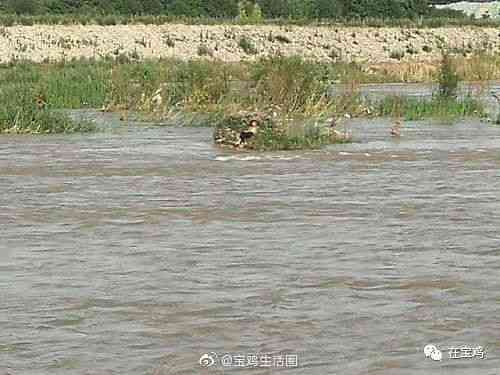 宝鸡冯家山水库泄洪：预警、原因、影响及应对措施全面解析