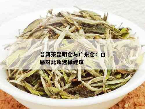 广东仓普洱茶：云南原产地的饮用秘密解析与昆明特色对比