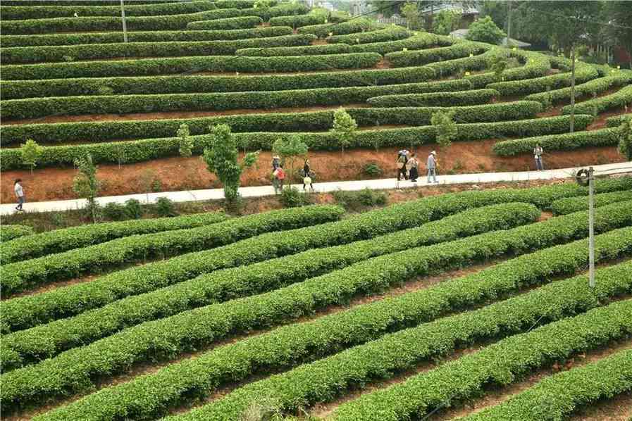 云南普洱茶种植基地在哪里可以参观和学？