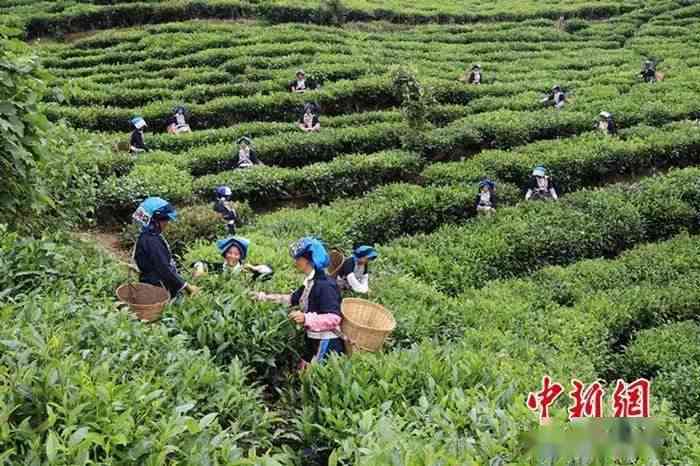 云南普洱茶种植基地在哪里可以参观和学？