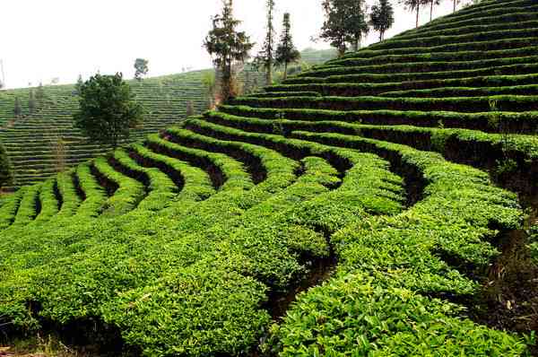 云南普洱茶种植基地在哪里可以参观和学？