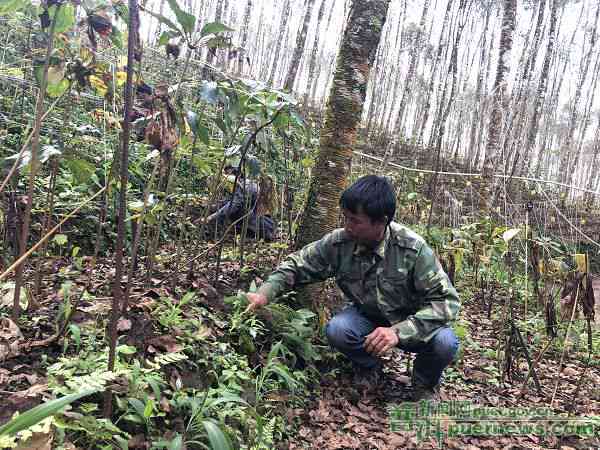 云南普洱茶种植基地在哪里可以参观和学？