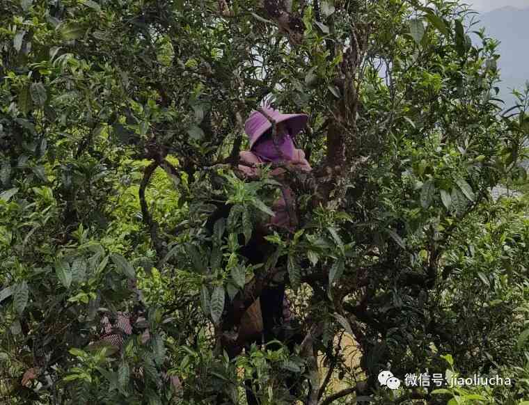 冰岛老寨黄金叶普洱茶生茶价格：口感、古树、熟茶及茶饼详细解析