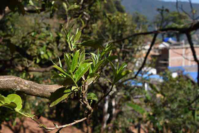 冰岛茶园精选普洱散茶1250克：品质、口感与产地详解