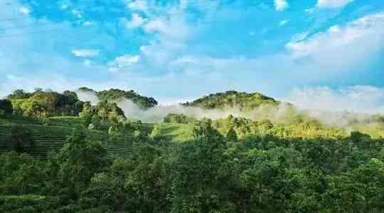 刮风寨的易武正山普洱茶怎么样