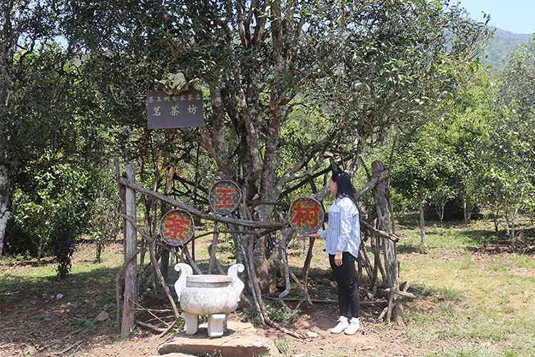 永德秀林普洱茶厂木府贡茶：1000年古树产，云南临沧厂家直销