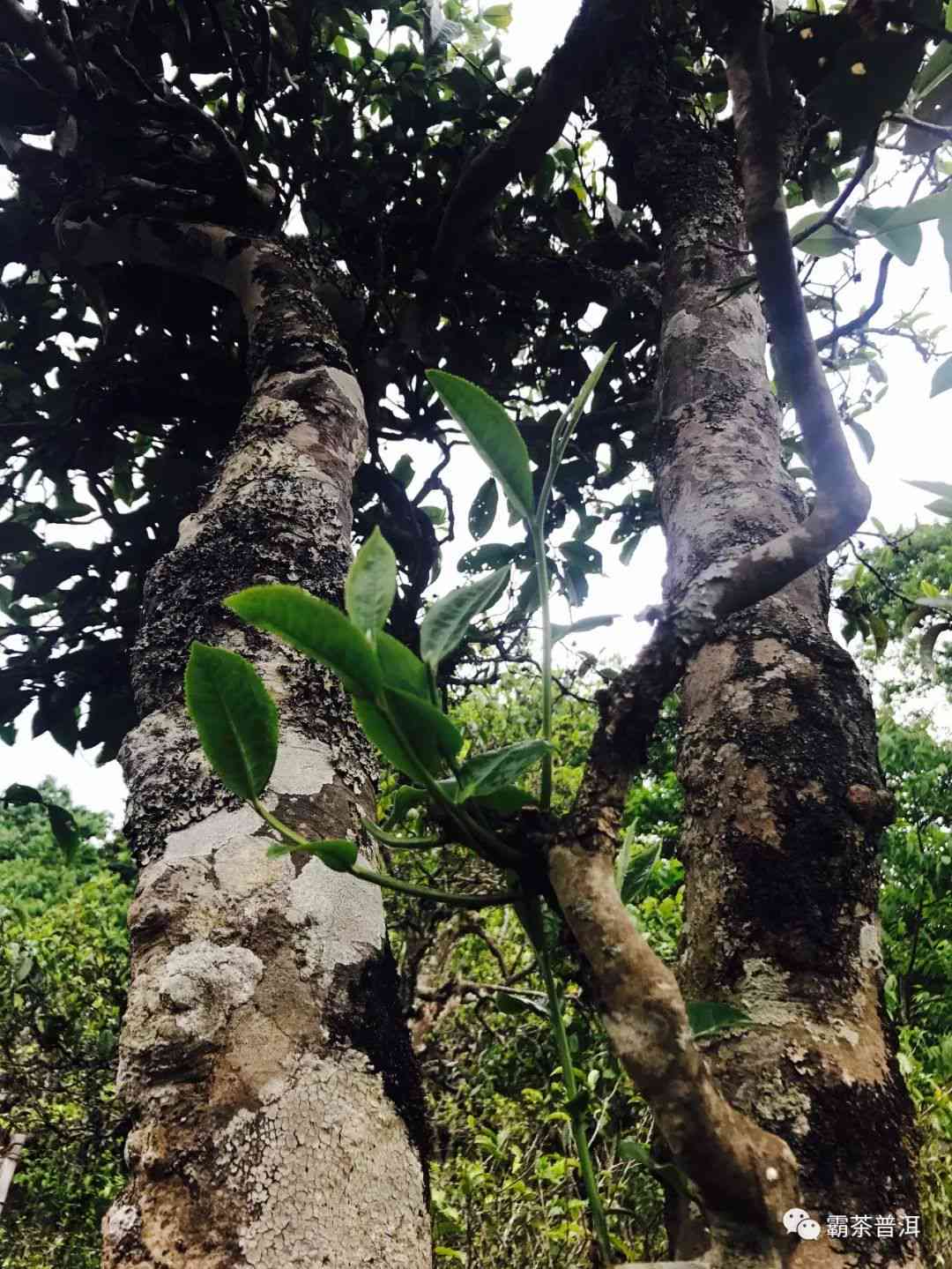 云南纯料古树普洱茶：未经雕琢的自然之味