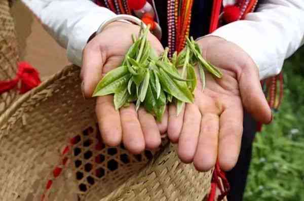 普洱茶冲泡水：最适宜的喝茶度是多少度？