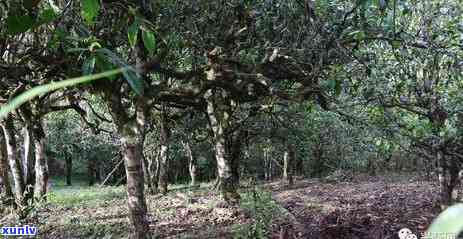 2006年福海茶厂易武山野生大树生茶：班章原产地，独特风味的普洱茶体验