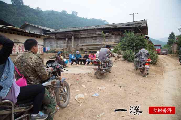 薄荷塘普洱茶：一种融合荷塘风味的易武普洱茶解析