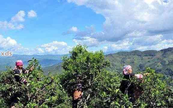 新探秘普洱茶名山——除了山桃子山，还有哪些大茶山值得一游？