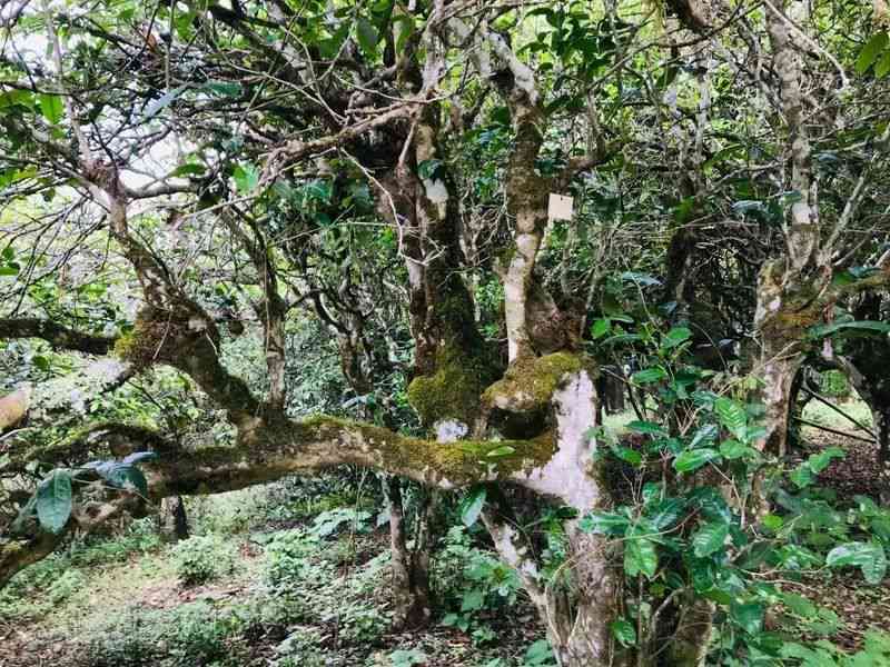 景迈山古树生茶：特点、品鉴、功效与泡法全面解析