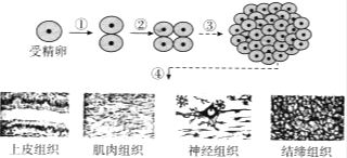 探究和田玉的形成历程：从地质构造到矿物成分的全方位解析