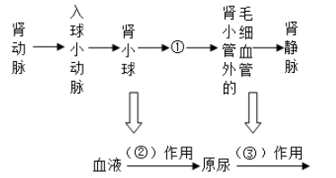 探究和田玉的形成历程：从地质构造到矿物成分的全方位解析