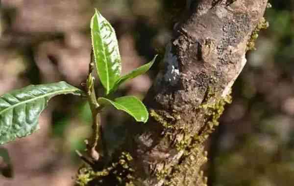 普洱茶古树大树小树特点与区别