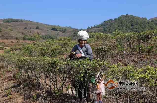 普洱茶古树大树小树特点与区别