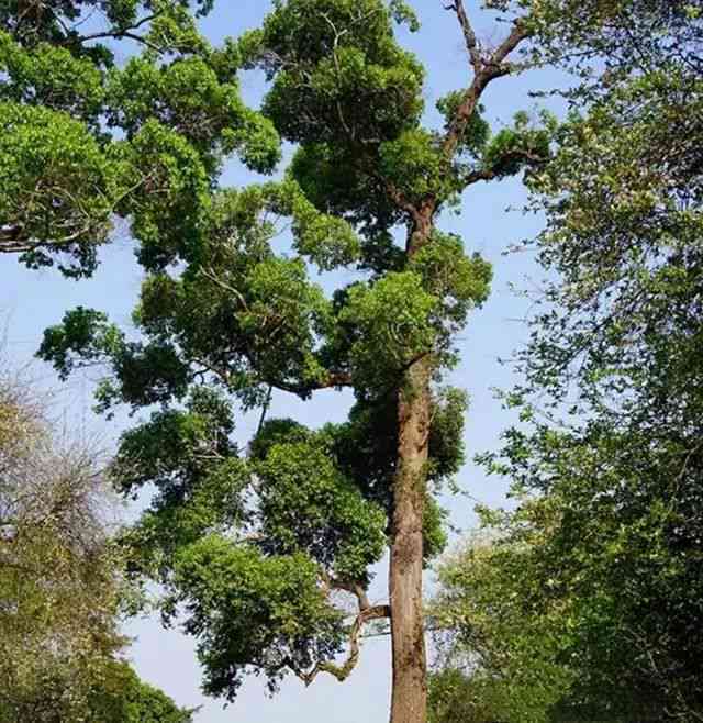 普洱茶古树大树小树特点与区别