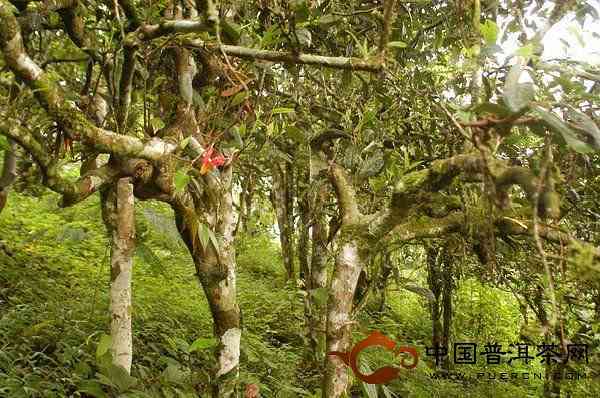 普洱古树大树小树口感区别及区分方法