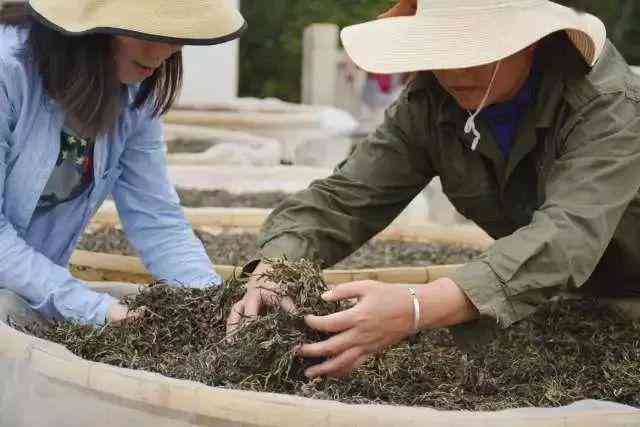 老茶客如今对普洱茶的冷落：市场的变迁与个人口味的转变