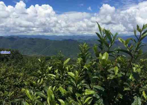 六大茶山之巅：探索普洱茶的奥秘与生命之叶的魅力