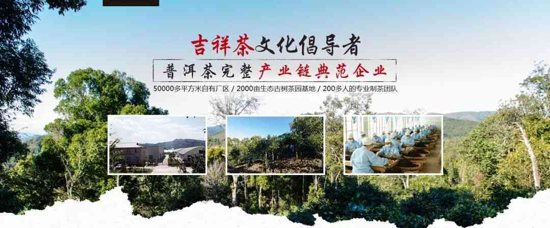 贵春祥普洱茶：引领普洱茶业的新标杆官网地址