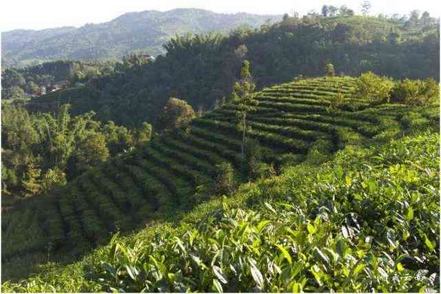 山头普洱茶：揭秘这片土地的独特味道和品种特性