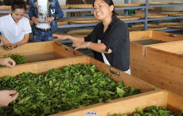 探索景谷邦海普洱茶官方旗舰店的魅力：一款茶叶的故事与传承