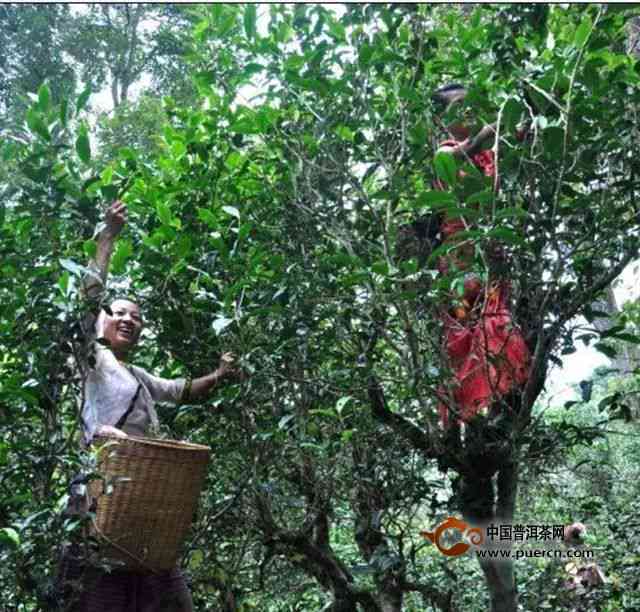 勐海茶山的古树普洱：寻觅茶香中的岁月痕迹