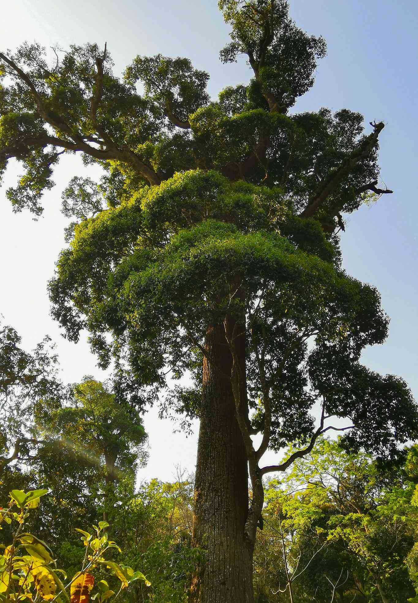 景迈山古树普洱茶：独特风味、品种特点及制作工艺全面解析