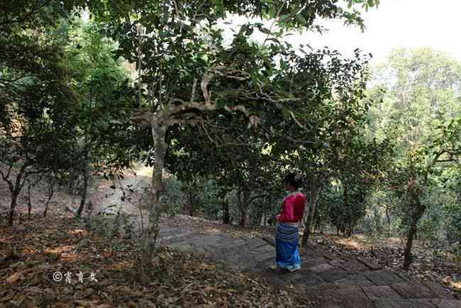 景迈山古树普洱茶：独特风味、品种特点及制作工艺全面解析