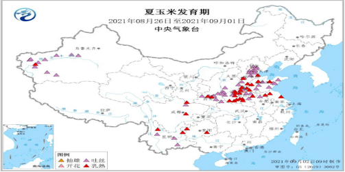 四川哪些地区是玉米产量更高的？探寻四川省玉米主产区