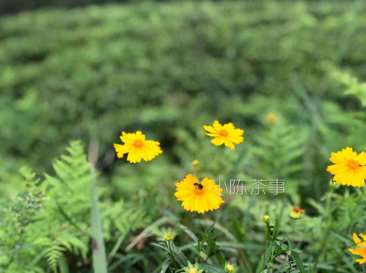 普洱茶干泡与湿泡口感区别，普洱茶冲泡技巧探讨：干醒与湿醒哪个好？