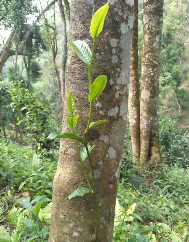 云南特色茶叶普洱茶新价格，凤凰山古树茶批发