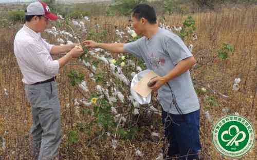 探索玉里地区的棉种植与加工：从种子到成品的全过程解析