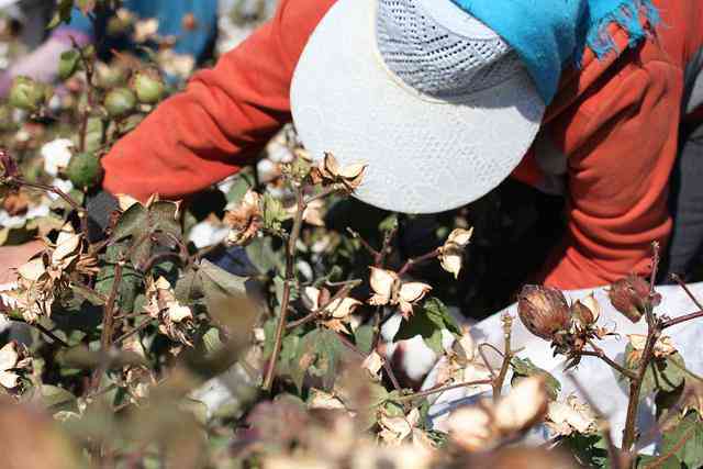 探索玉里地区的棉种植与加工：从种子到成品的全过程解析