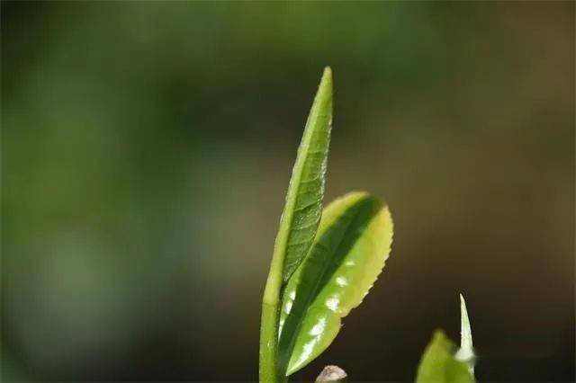 中下旬，探寻普洱茶春茶的精准采摘时间