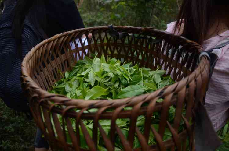 中下旬，探寻普洱茶春茶的精准采摘时间