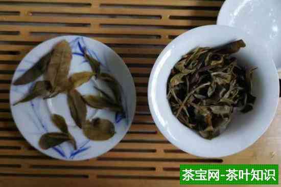 猫耳朵古树普洱茶生茶散装50克