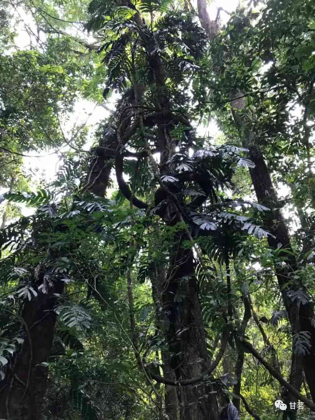 探寻古树普洱茶的醇厚韵味：岁月薄荷塘品质解读