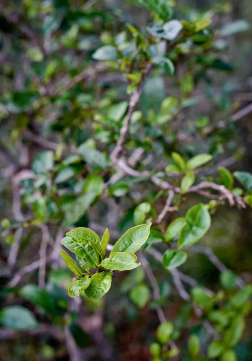 清韵古树普洱茶200g勐库大叶种普洱茶