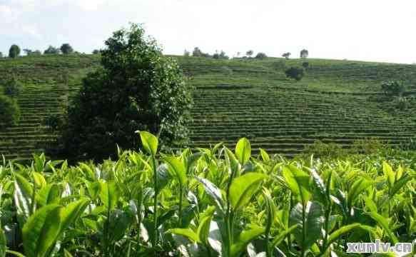 普洱茶茶田：探秘中国云南的茶叶世界，了解茶文化与茶产业