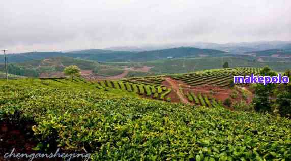 普洱茶茶田：探秘中国云南的茶叶世界，了解茶文化与茶产业