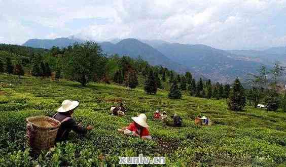 普洱茶茶田：探秘中国云南的茶叶世界，了解茶文化与茶产业